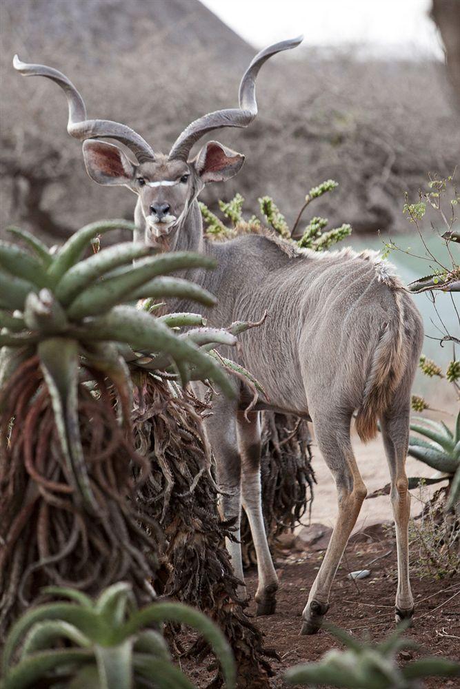 Zululand Safari Lodgeフルフルウェ エクステリア 写真