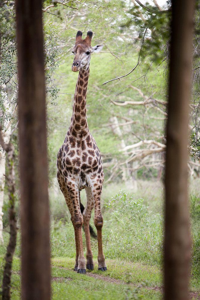 Zululand Safari Lodgeフルフルウェ エクステリア 写真
